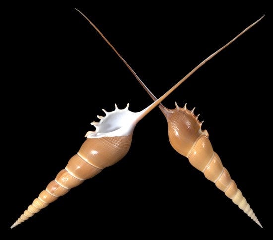 Tibia Fusus Shell | Sea Shell City