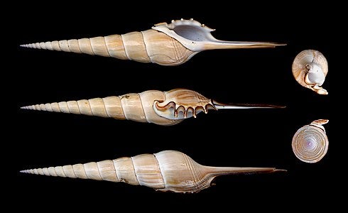 Tibia Fusus Shell | Sea Shell City