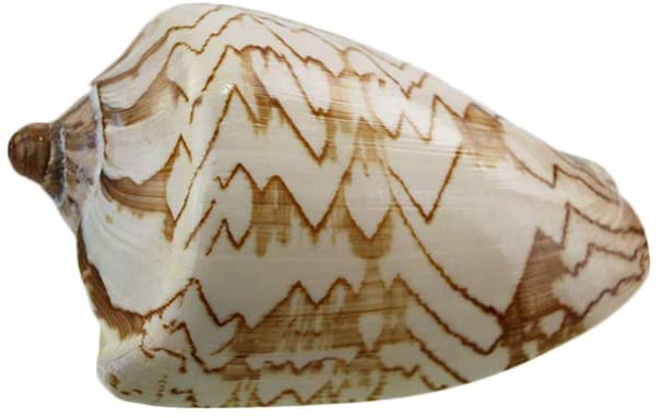 Noble Volute Shell | Sea Shell City
