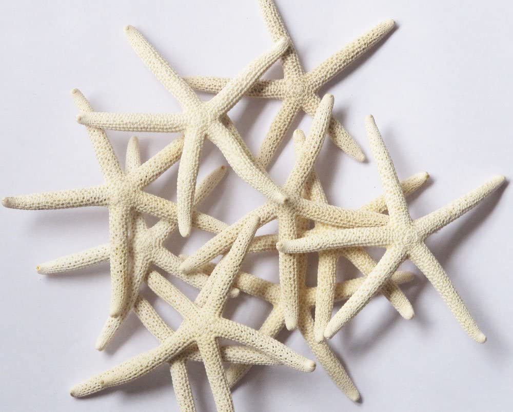 White Finger Starfish