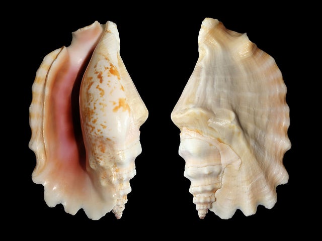 Healifty 130pcs Sand Beach sea Shell Scallop Shells Bohemia Shell Beads  Cowrie Shells Tiny Sea Stars Natural sea Shell sea Shells for Decorating