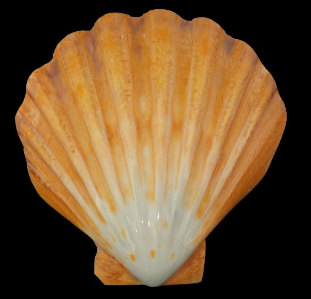 RORPOIR 3pcs Conch Garnish Phyllo Cups Shells Tiny Seashells Shells for  Crafts Sea Animal DIY Sea Shells Small Scallop Seashells Natural Ornaments