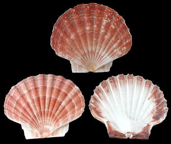 Healifty 130pcs Sand Beach sea Shell Scallop Shells Bohemia Shell Beads  Cowrie Shells Tiny Sea Stars Natural sea Shell sea Shells for Decorating