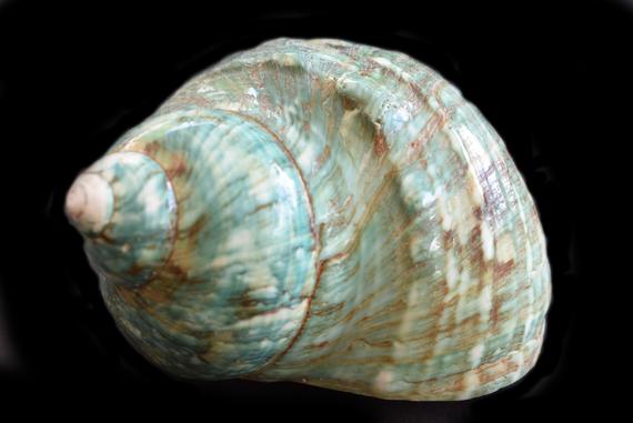 Sea Shell City