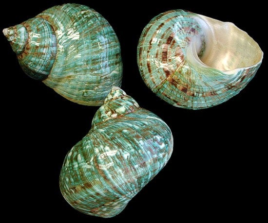  Large Turbo Shell, 3 - 4 inch Seashell, Sea Shells for  Decorating, Shells for Crafts, Coastal Home Decor Accent and Vase Filler,  Beachy Décor, Nautical Decorations for Home. (Jade Green 