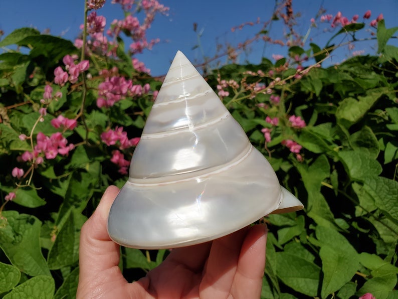 Large Pearled Trochus Shell | Sea Shell City