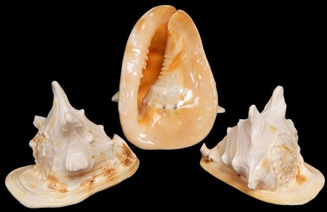 Pallium Pectin Pairs - Seashell - Natural Seashell - Paired Seashells –  Florida Shells And More